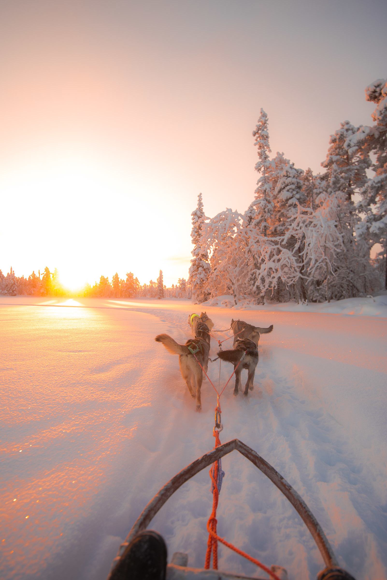 Husky Sledding Torassieppi, Lapland, Finland