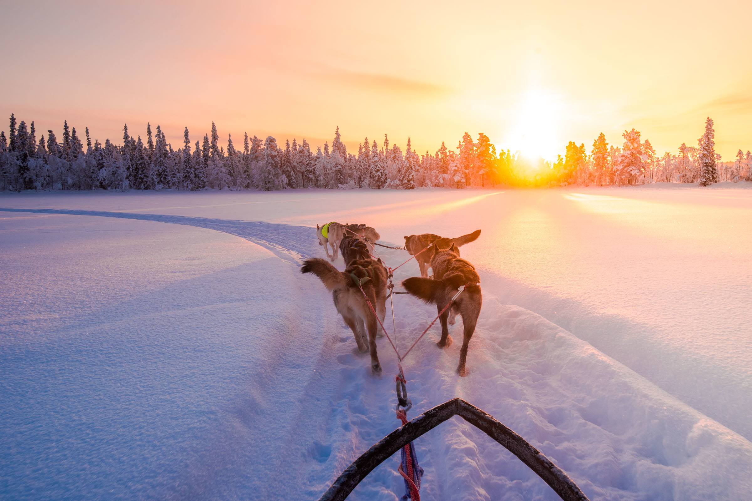 Husky Sledding Torassieppi, Lapland, Finland