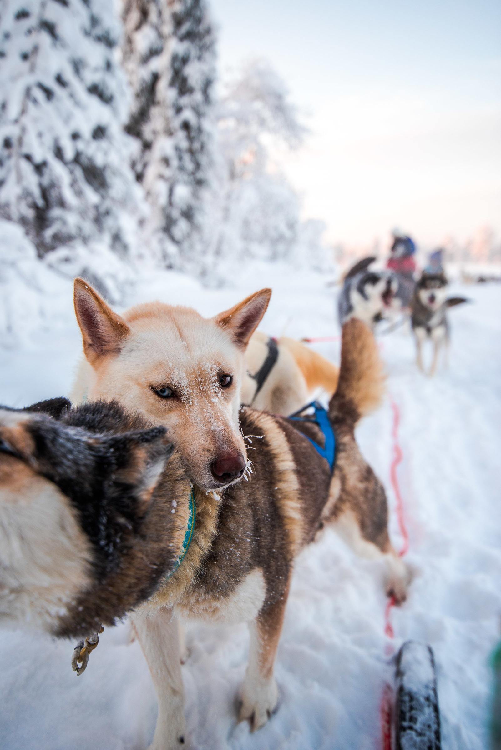 Husky Sledding Torassieppi, Lapland, Finland