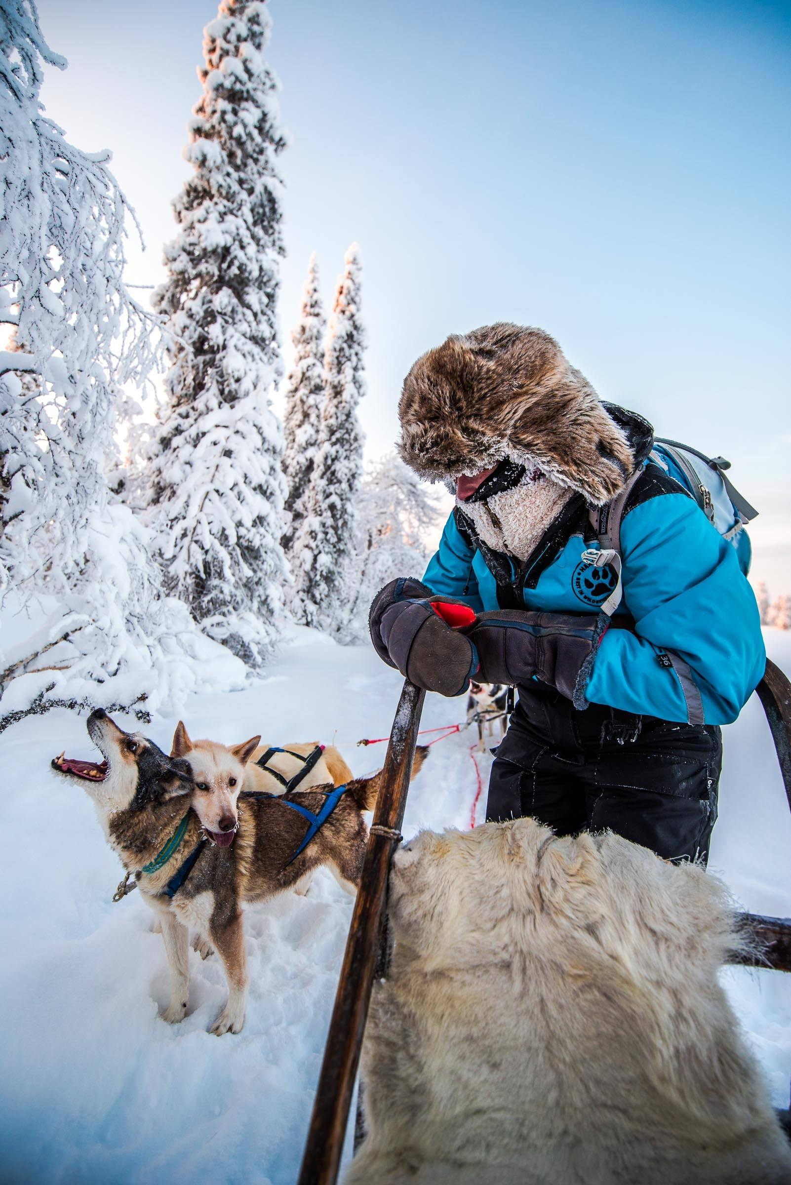 Husky Sledding Torassieppi, Lapland, Finland