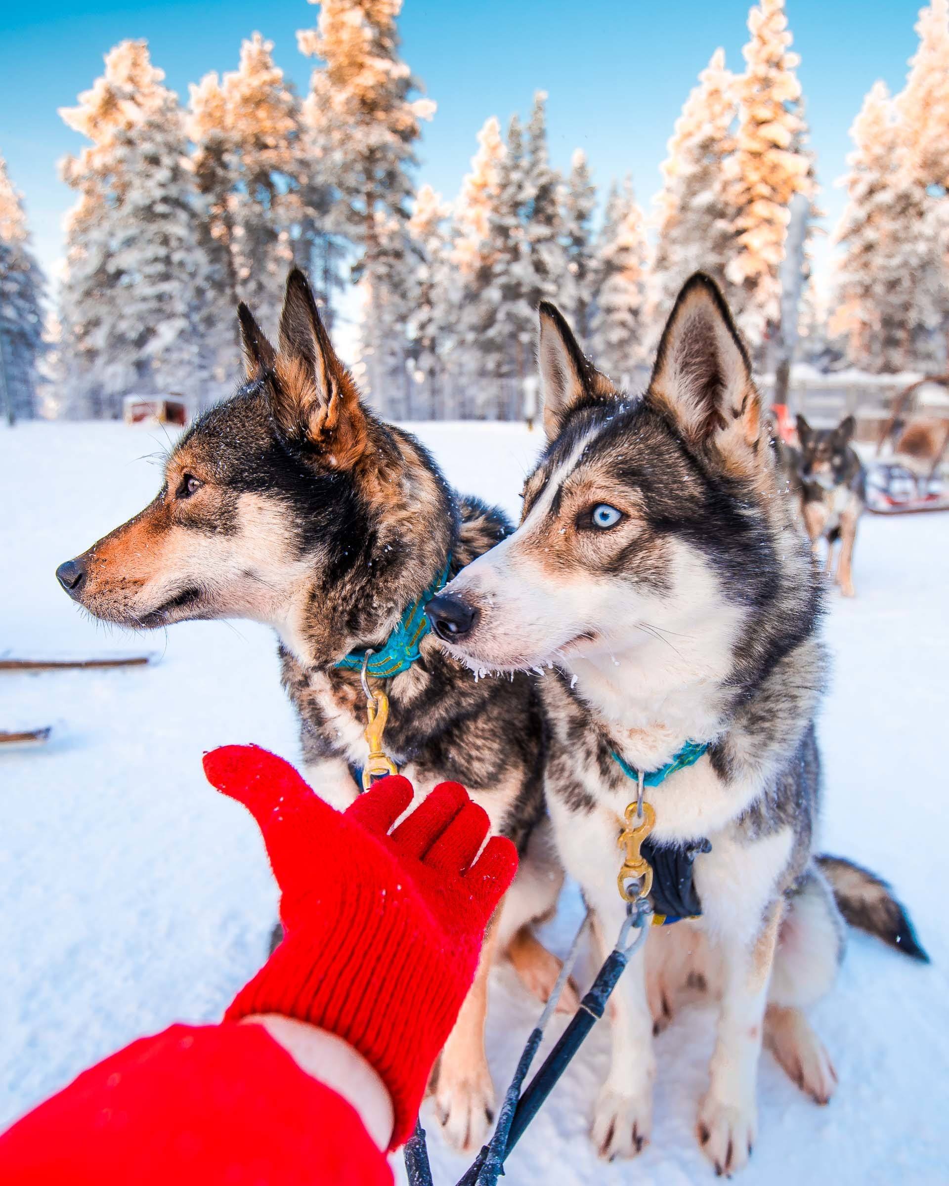 Husky Sledding Torassieppi, Lapland, Finland