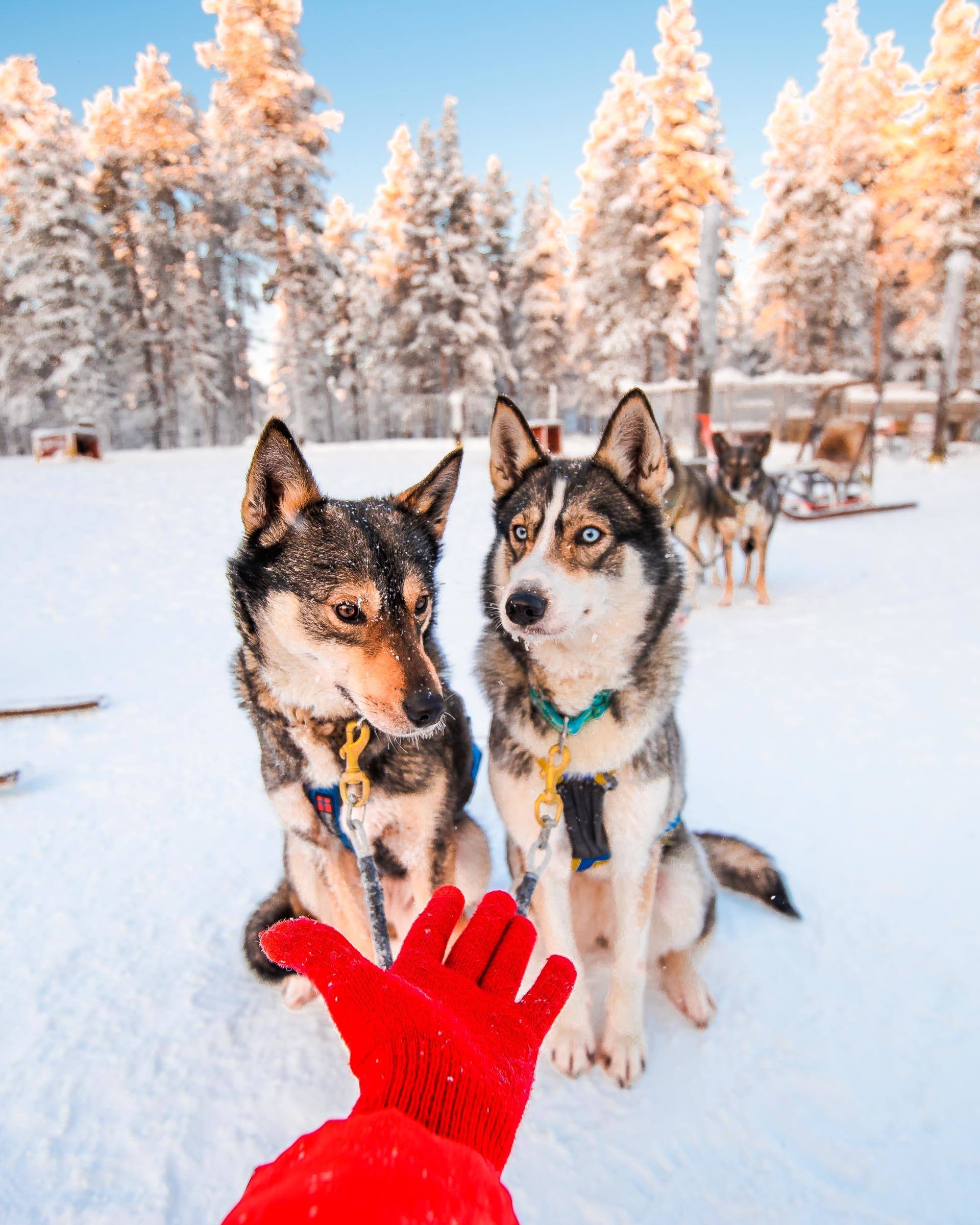 Husky Sledding Torassieppi, Lapland, Finland