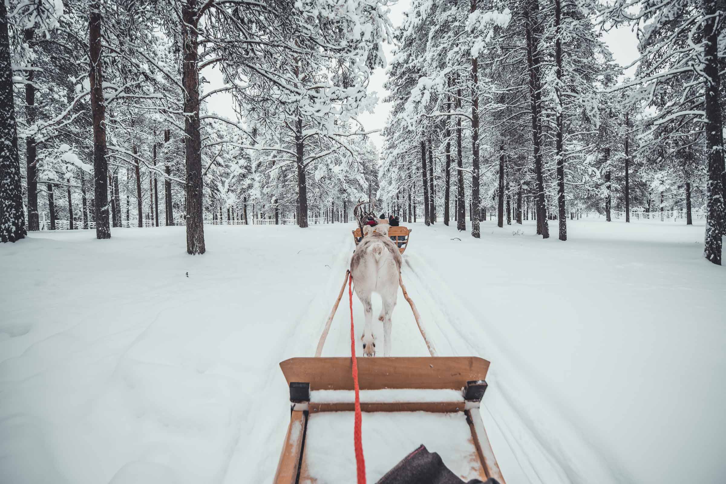 Torassieppi Reindeer Sleigh Ride Finlan