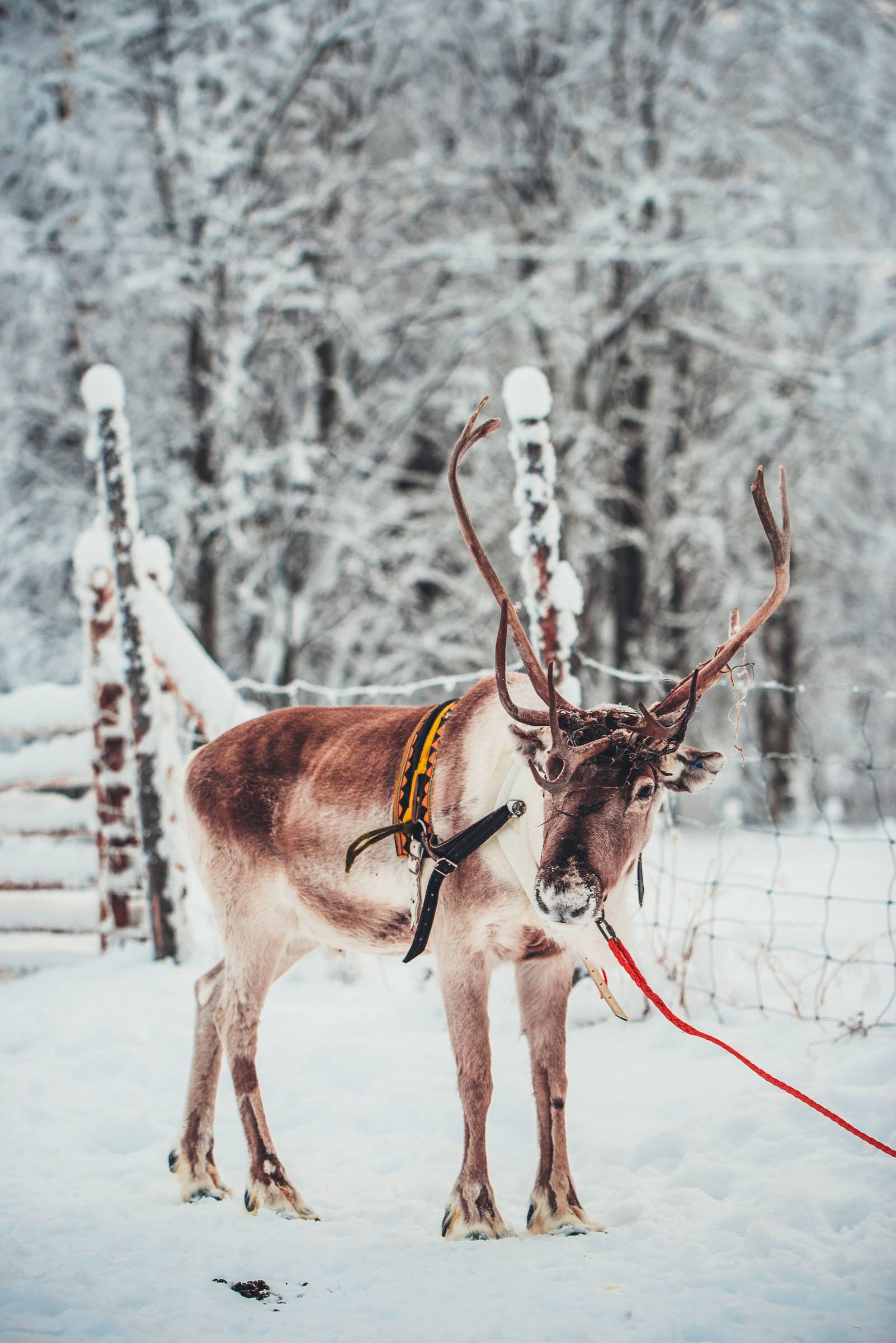 Torassieppi Reindeer Sleigh Ride Finland