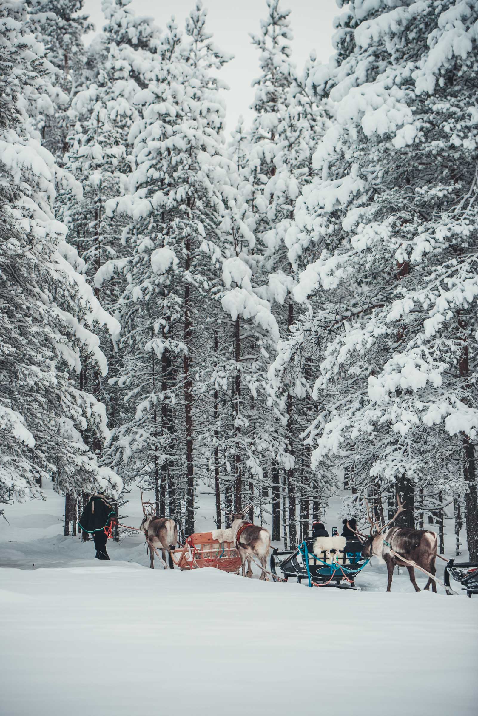 Lapland Reindeer Sleigh Ride