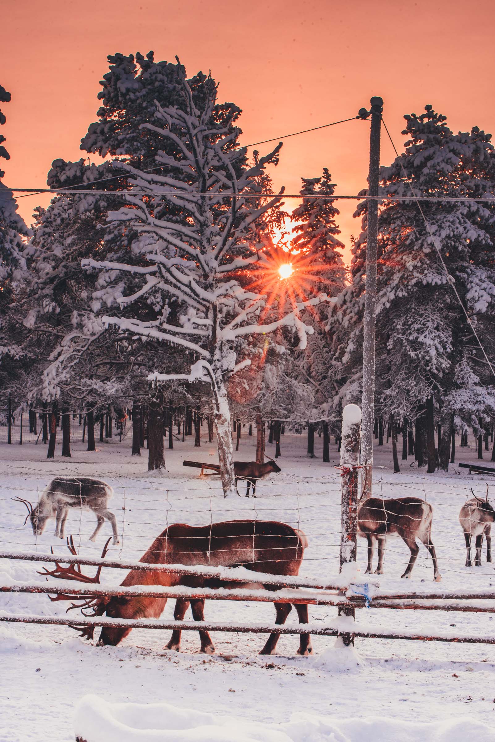 Lapland Reindeer Sleigh Ride