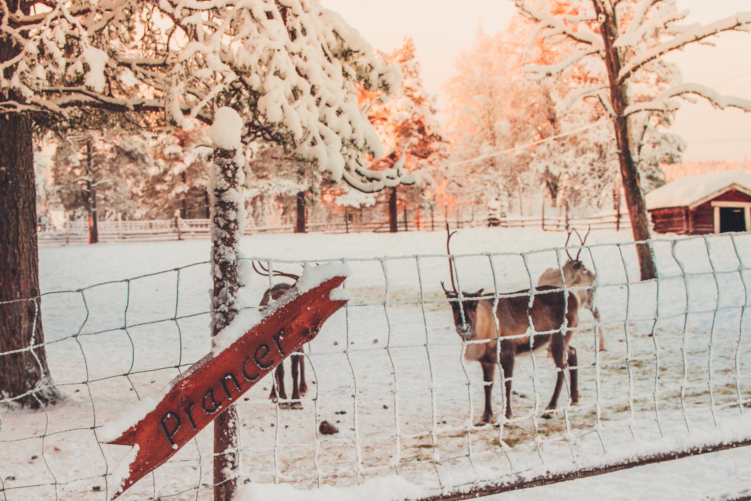 Lapland Reindeer Sleigh Ride