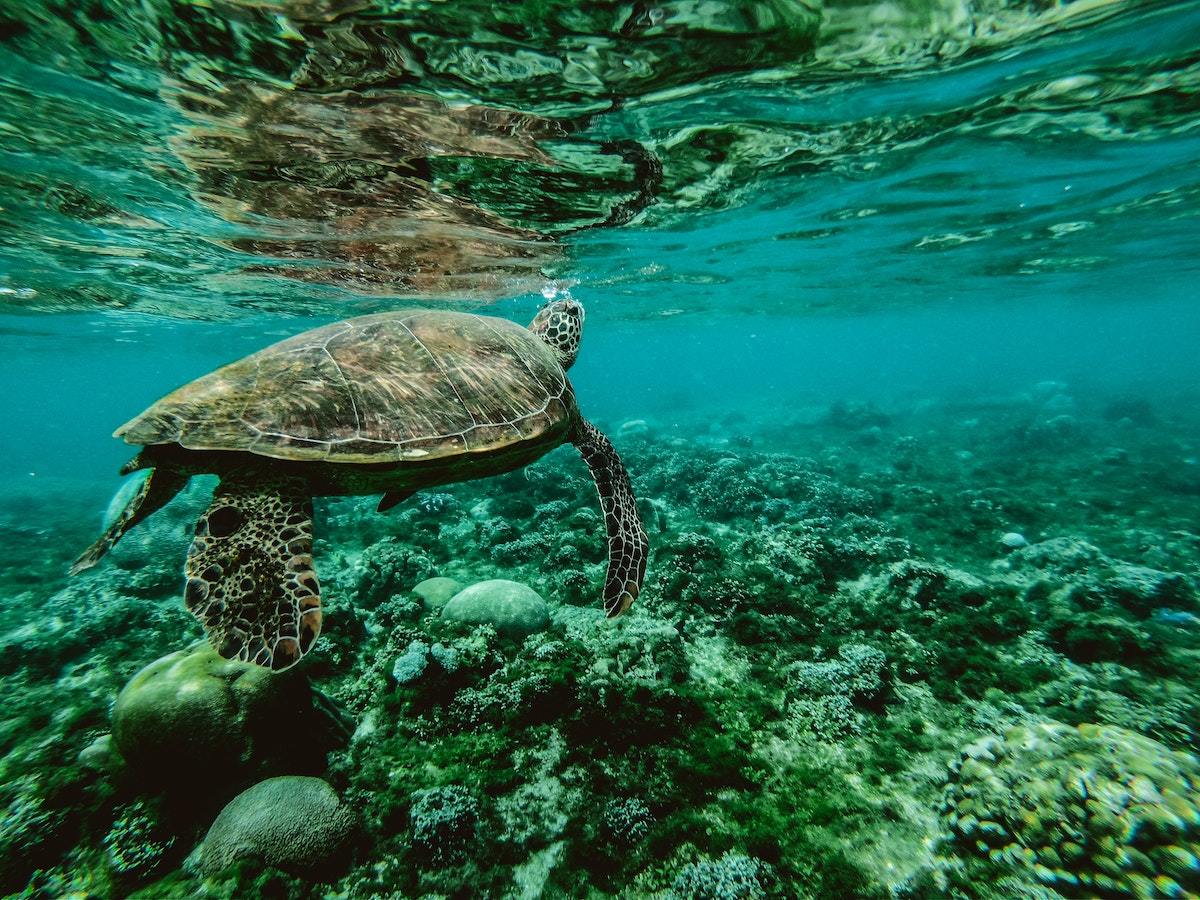 Perhentian Islands Accommodation - Turtle