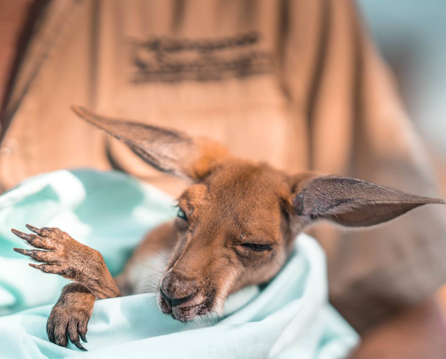 The Kangaroo Sanctuary Alice Springs 