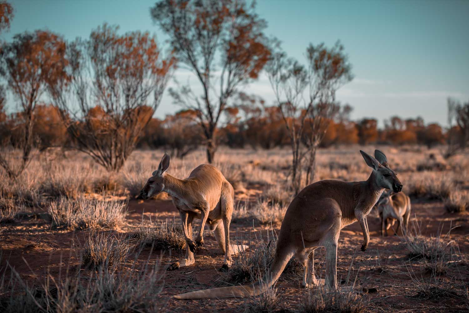 tourism australia northern territory