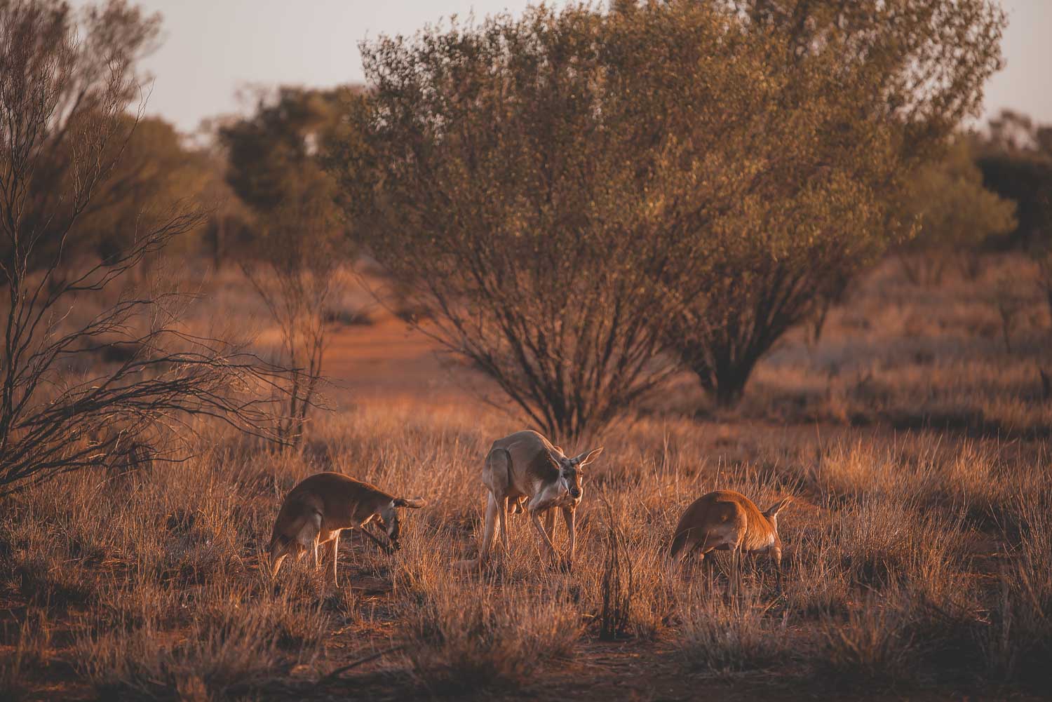 The Kangaroo Sanctuary Alice Springs 