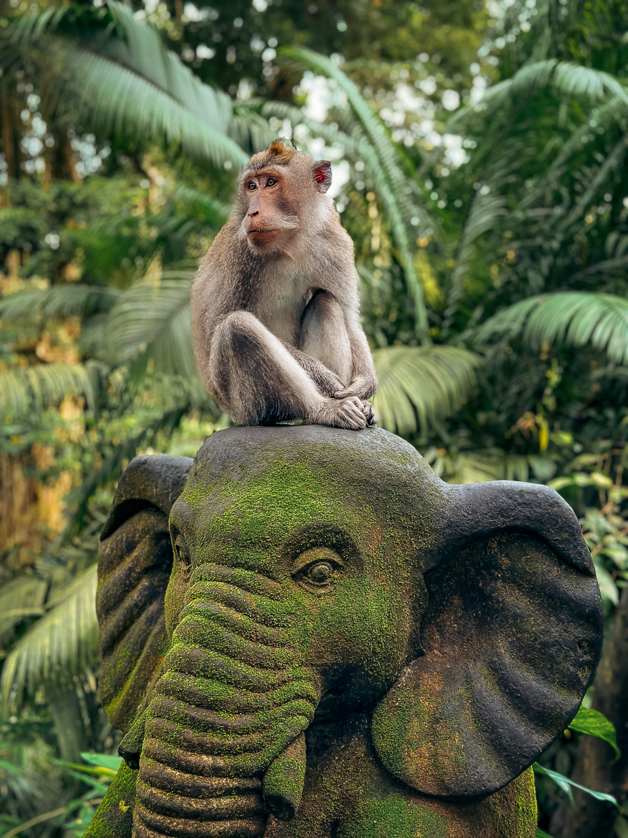 Sacred Monkey Forest Sanctuary