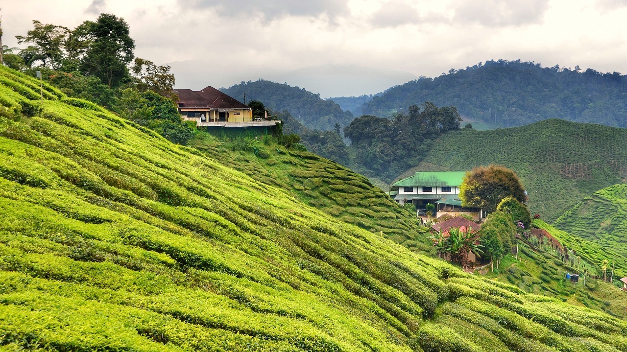 Cameron Highlands, Malaysia Itinerary