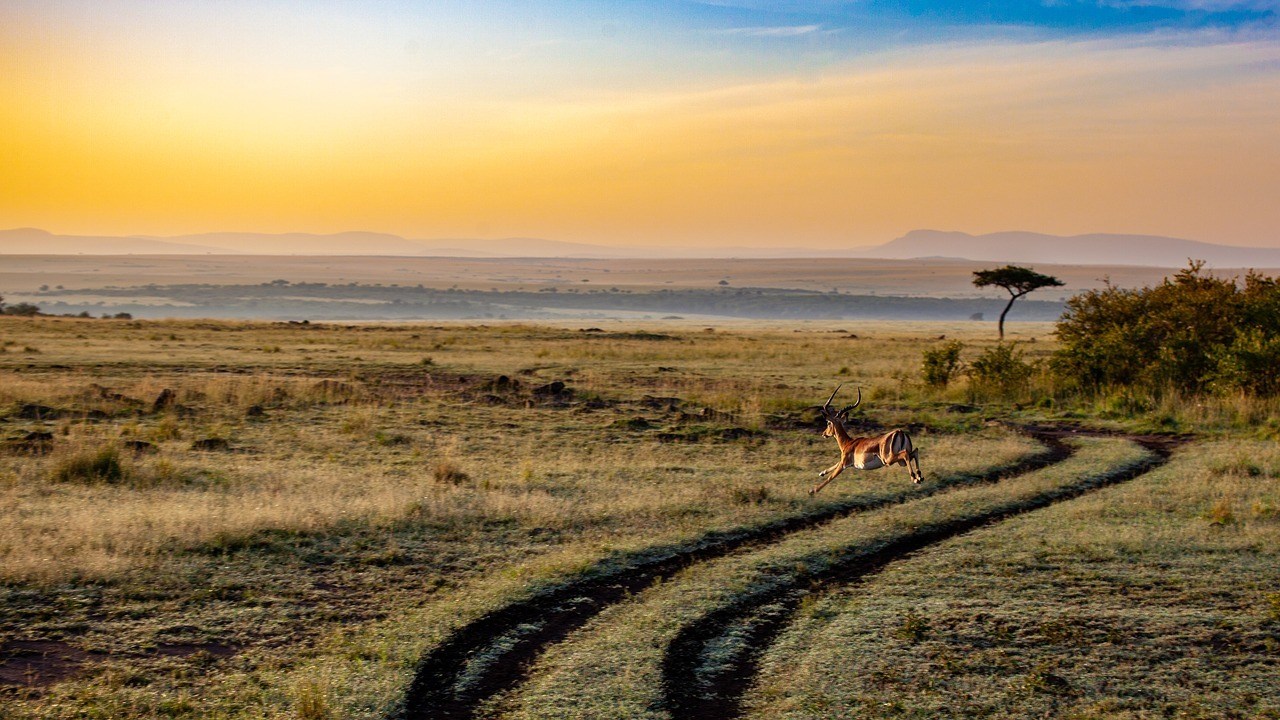 Kenya Safari - Best PlAces to visit in Africa