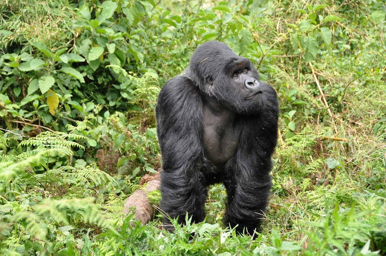 Rwanda Gorilla - Safe Countries in Africa 2019