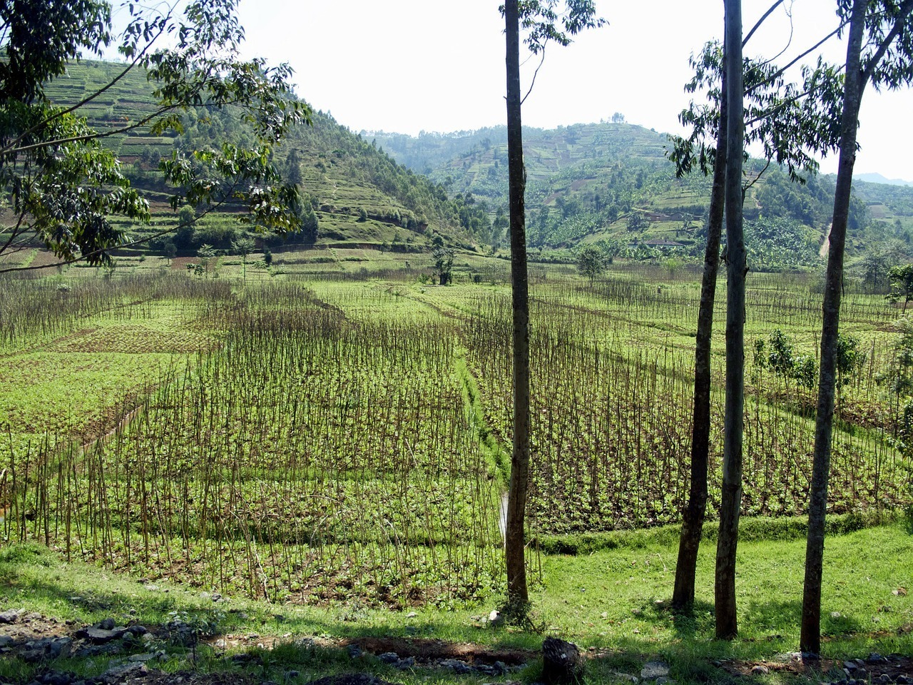 Rwanda Landscape - Safe African Countries