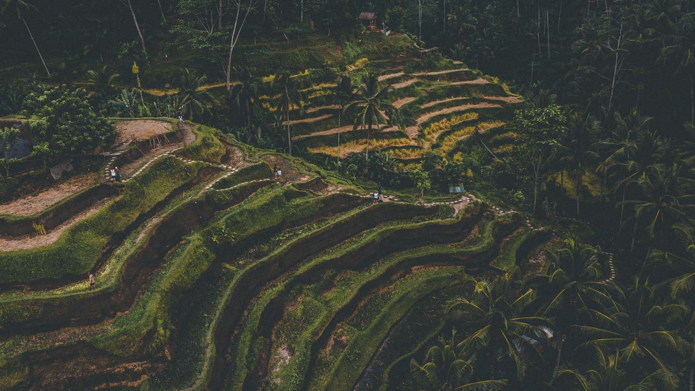 Ubud Rice Terraces - Bali Itinerary