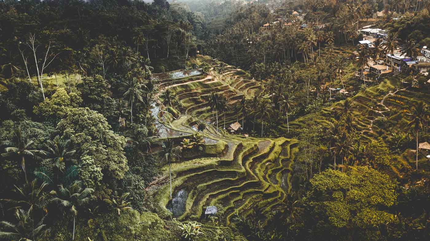 Ubud Rice Terraces - Bali Itinerary