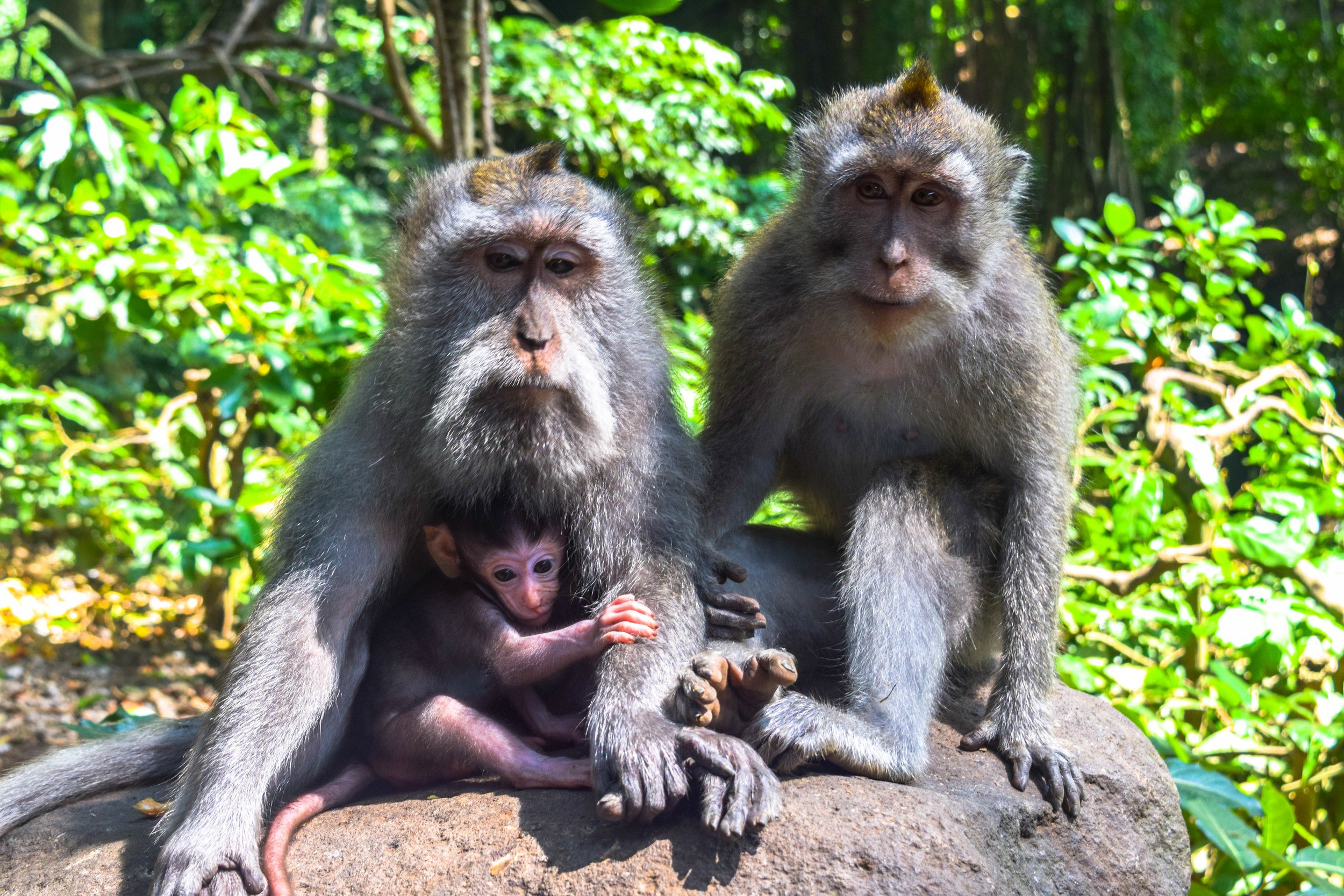 Ubud Sacred Monkey Temple - Bali Itinerary