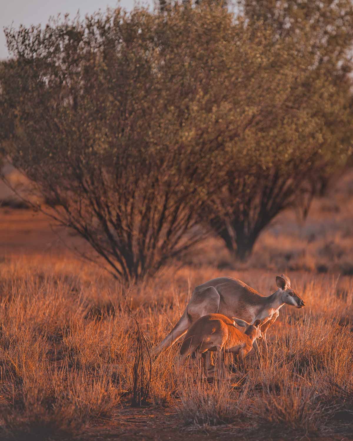 Australian outback Facts