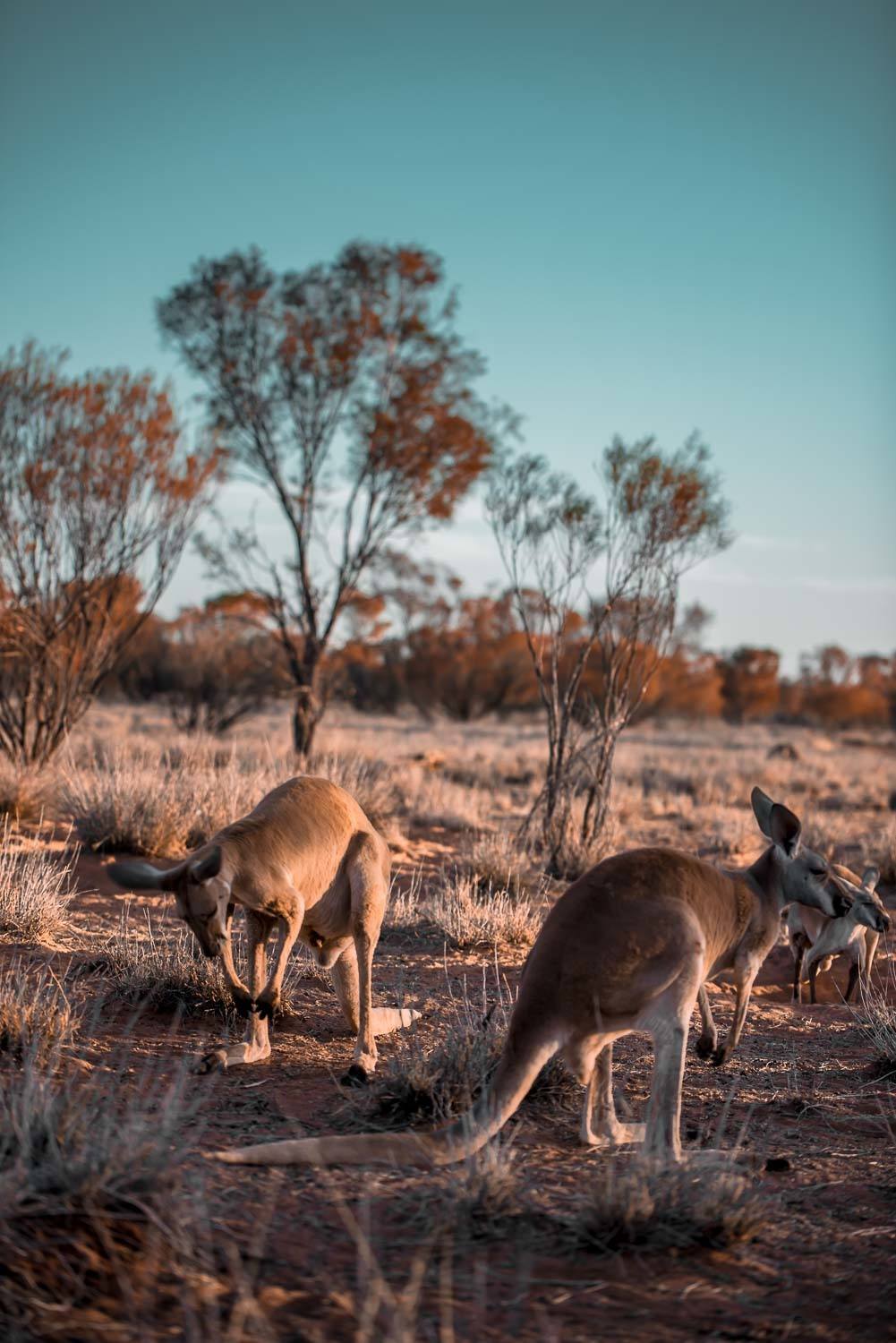 Australian outback Facts