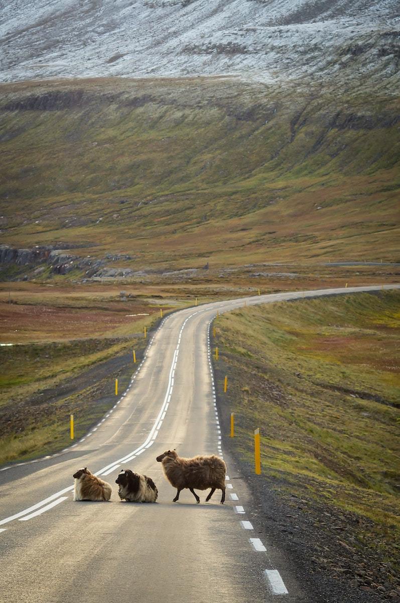 Cool Facts About Animals In Iceland