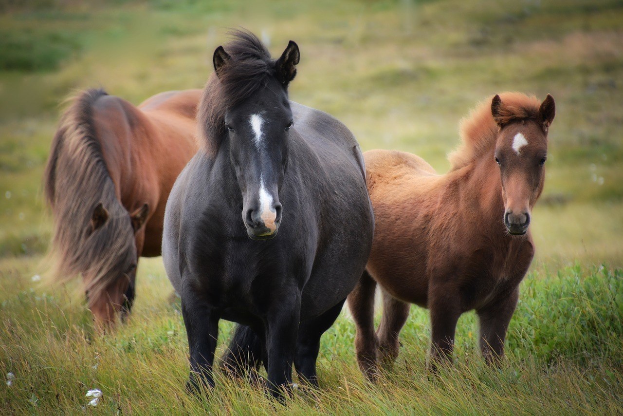 Horses- Iceland Facts