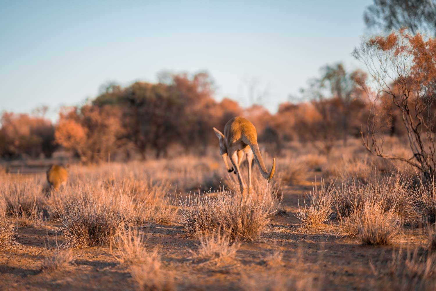 Facts About Australia | 80 Fun, Interesting & Weird Australia Facts!