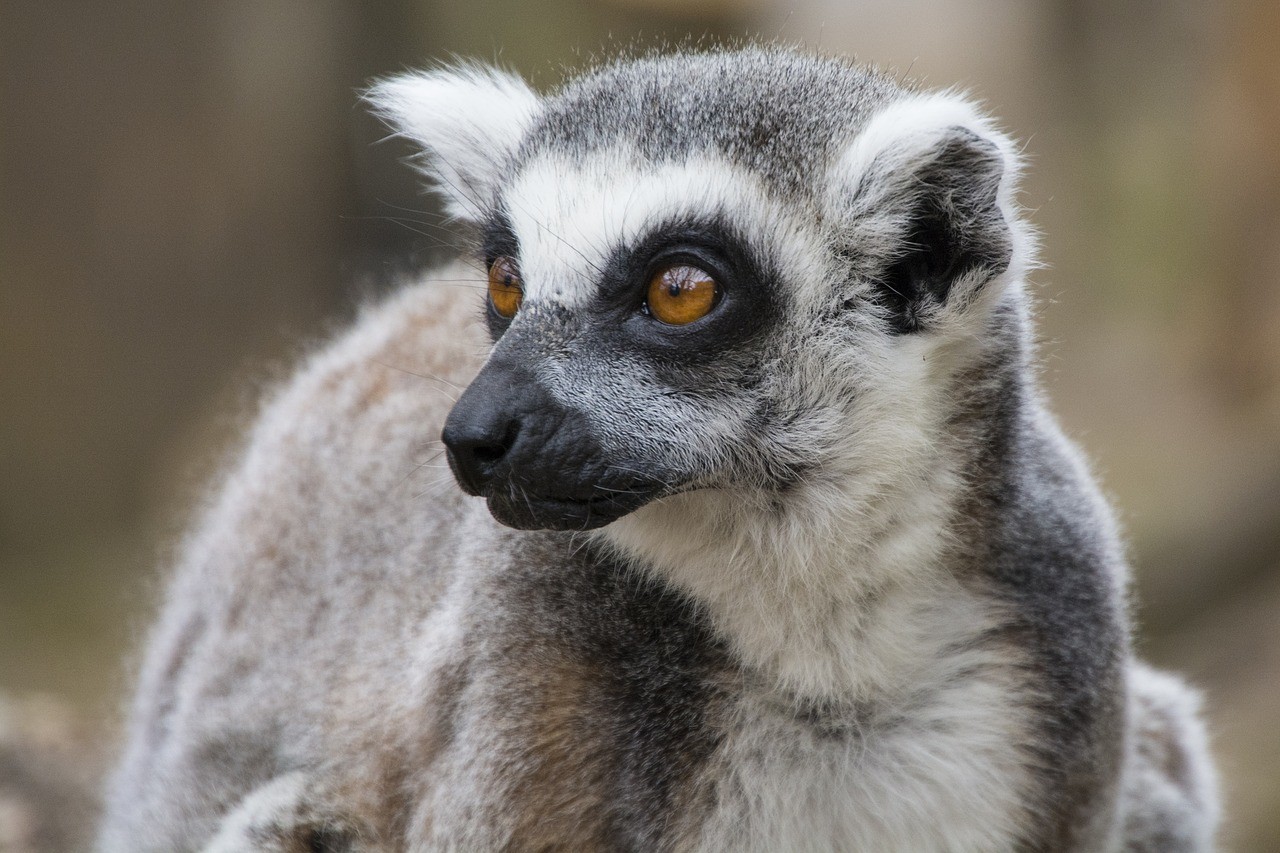 Lemur at the London Zoo - 48 Hours in London