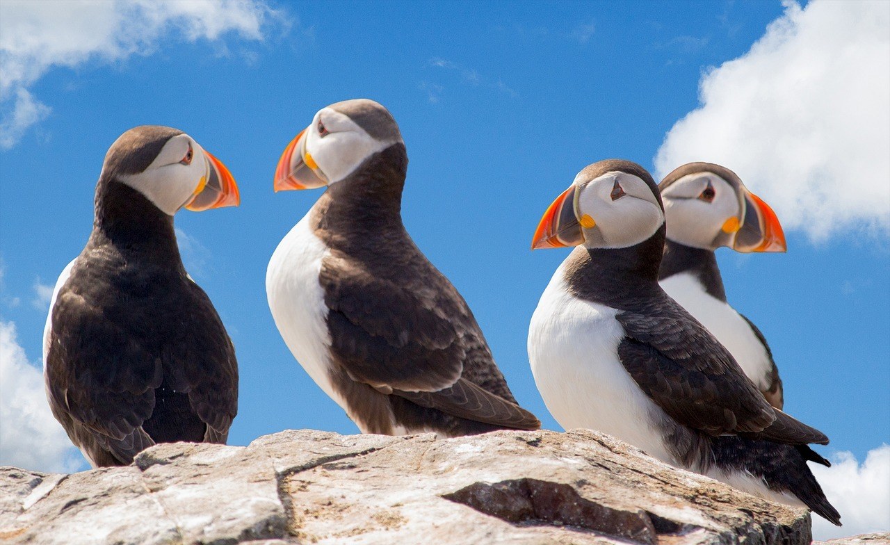 Puffins - Iceland Facts