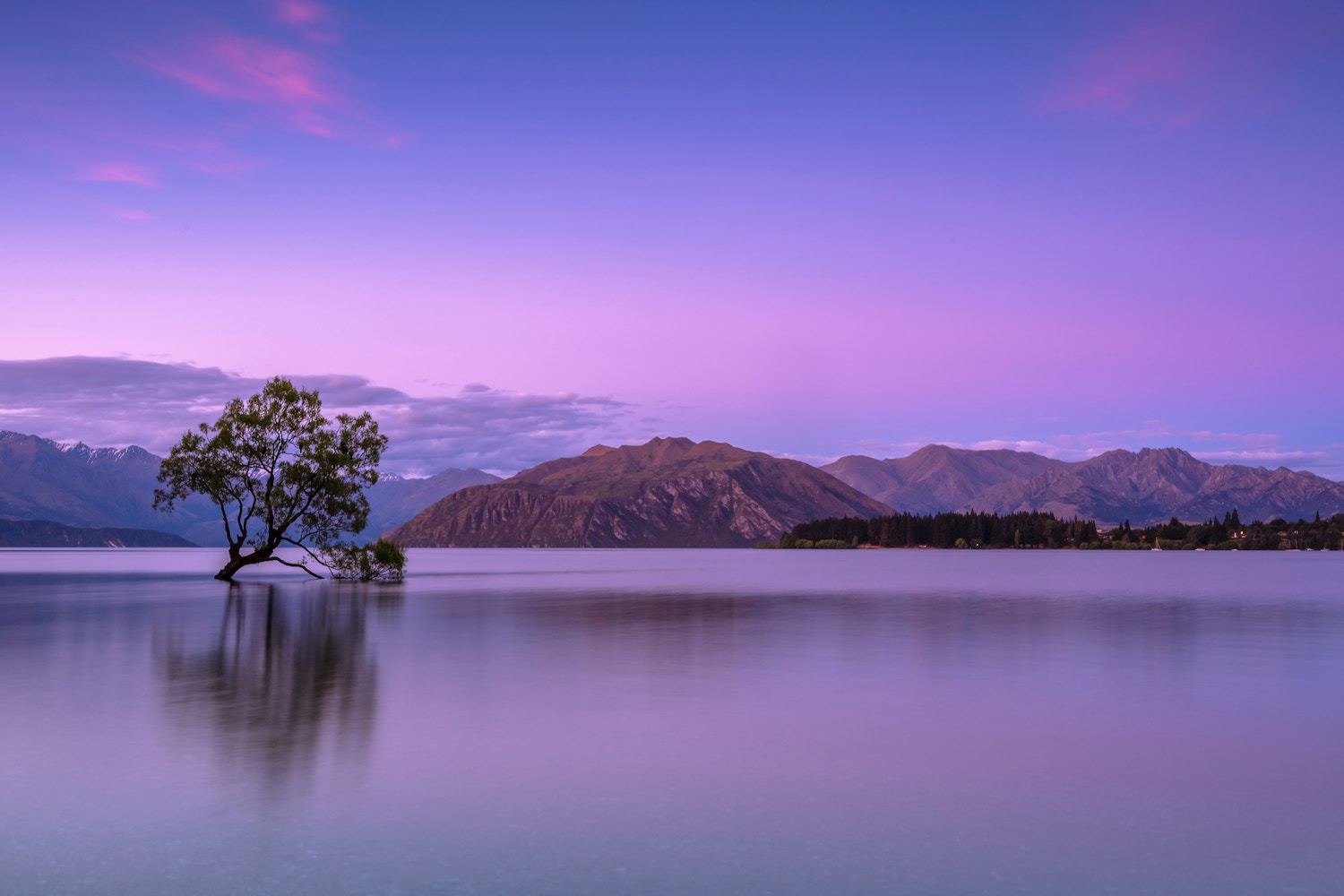 Wanaka Tree- South Island New Zealand Attractions