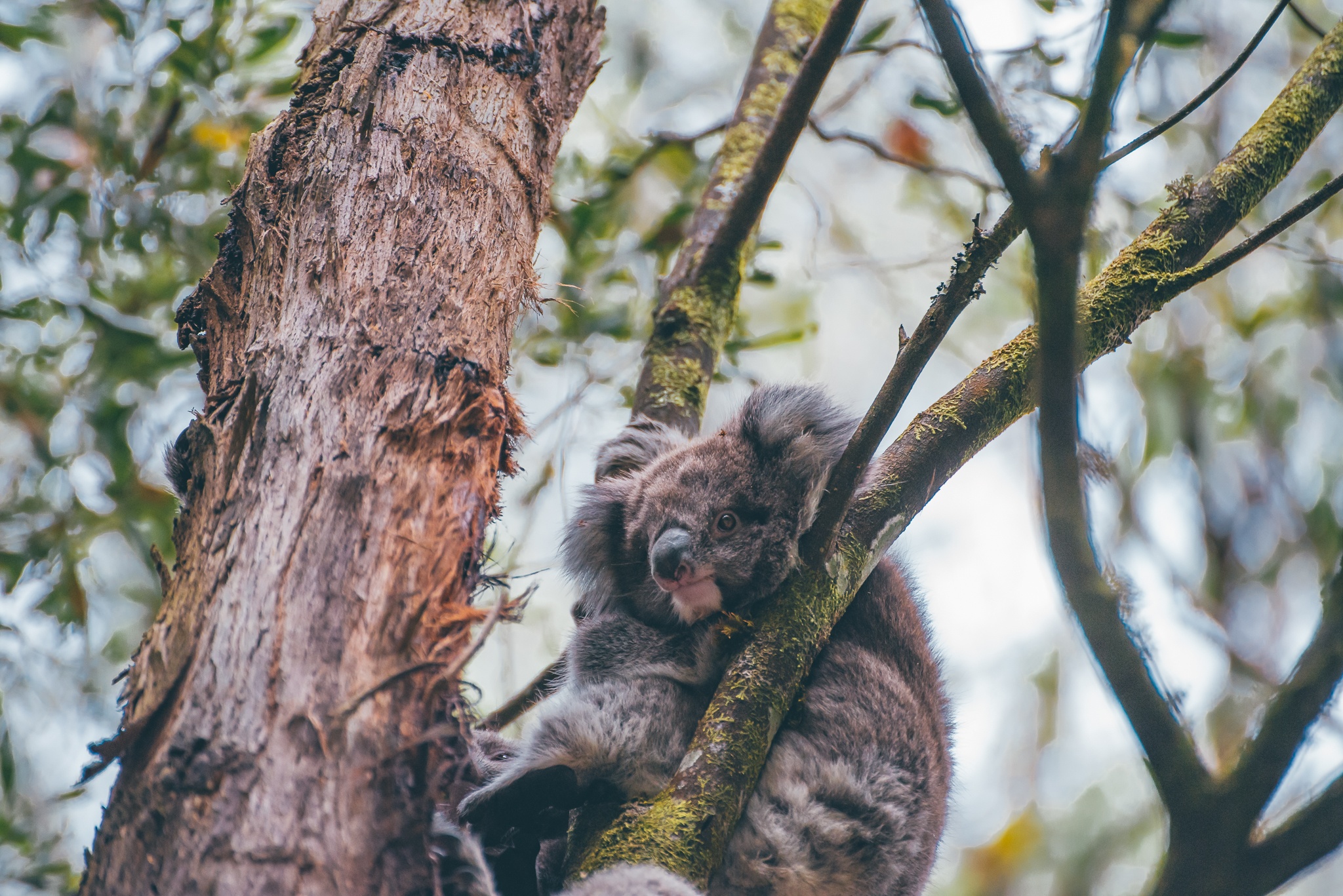 Koala -  Healesville Sanctuary: Day Trips from Melbourne