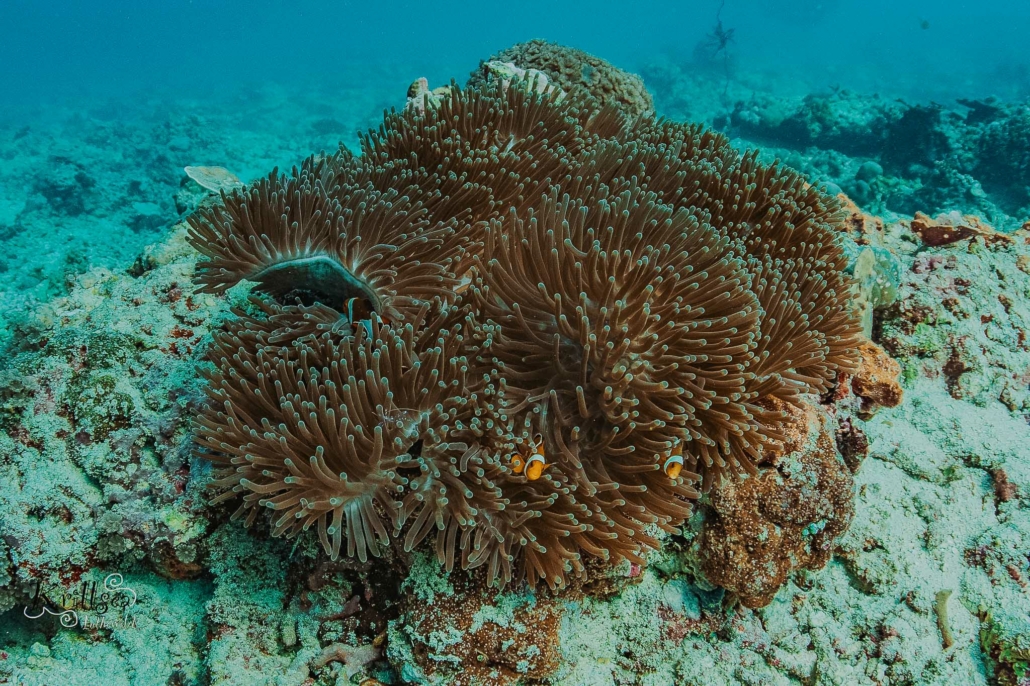 Gili Trawangan Scuba Diving