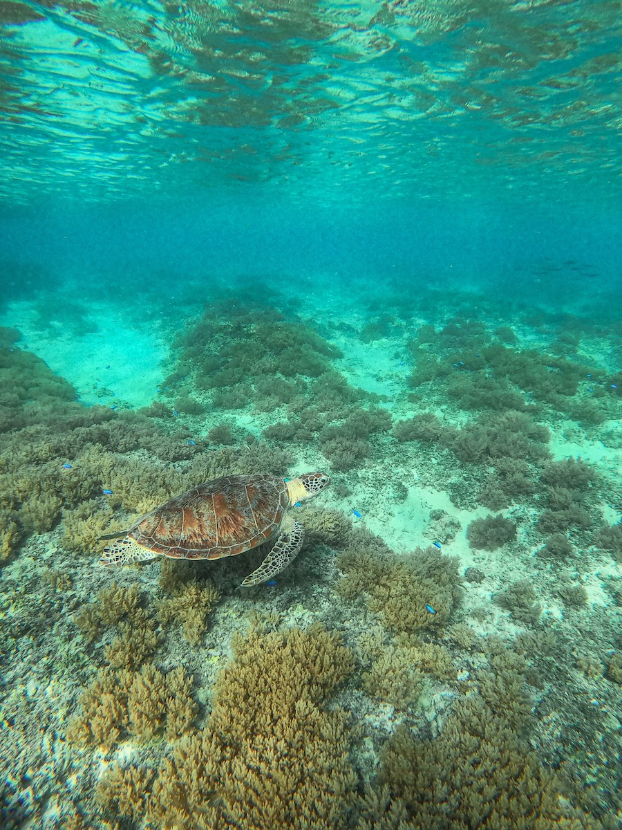 Gili Trawangan Turtle