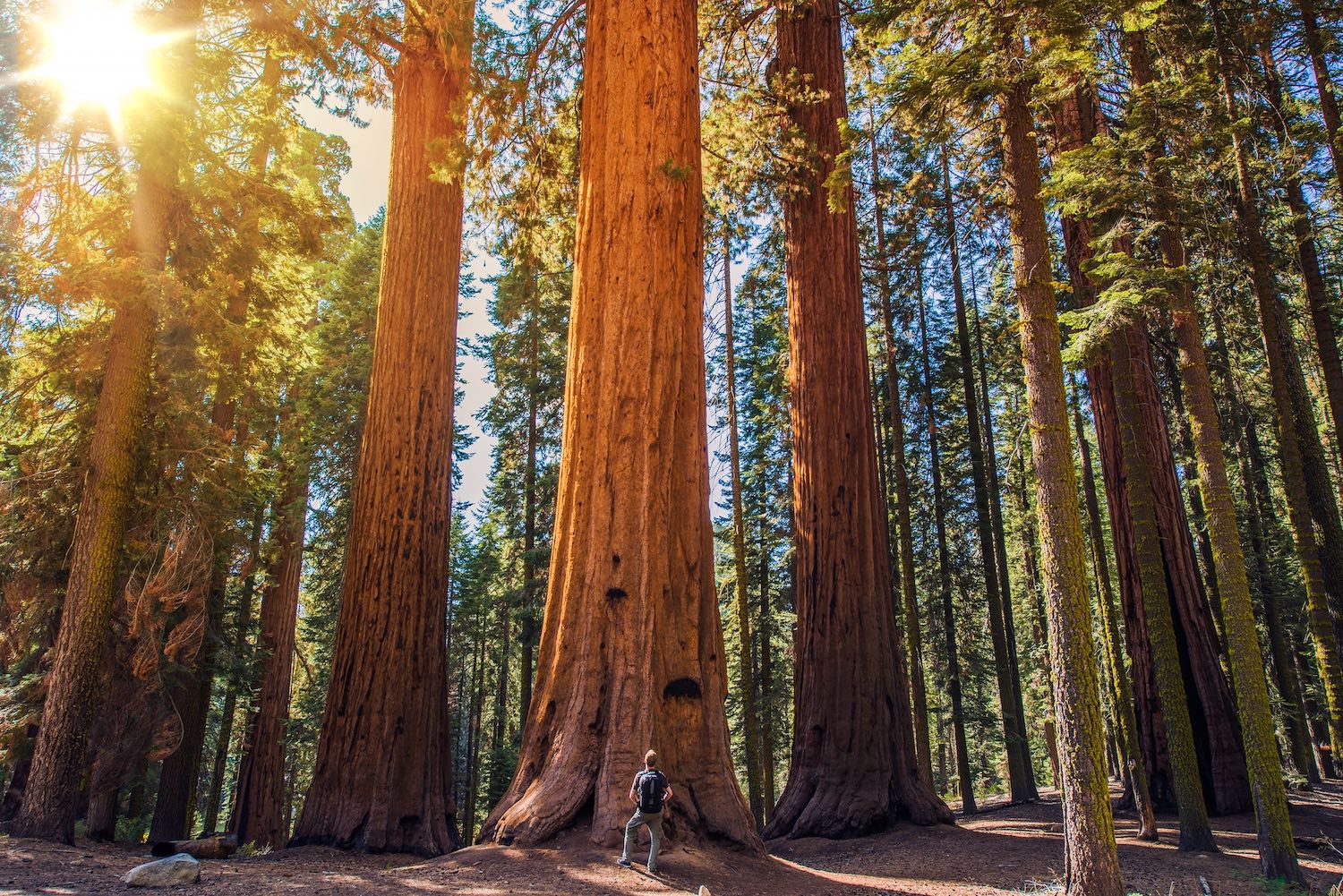 Yosemite National Park - Day Trips from San Francisco