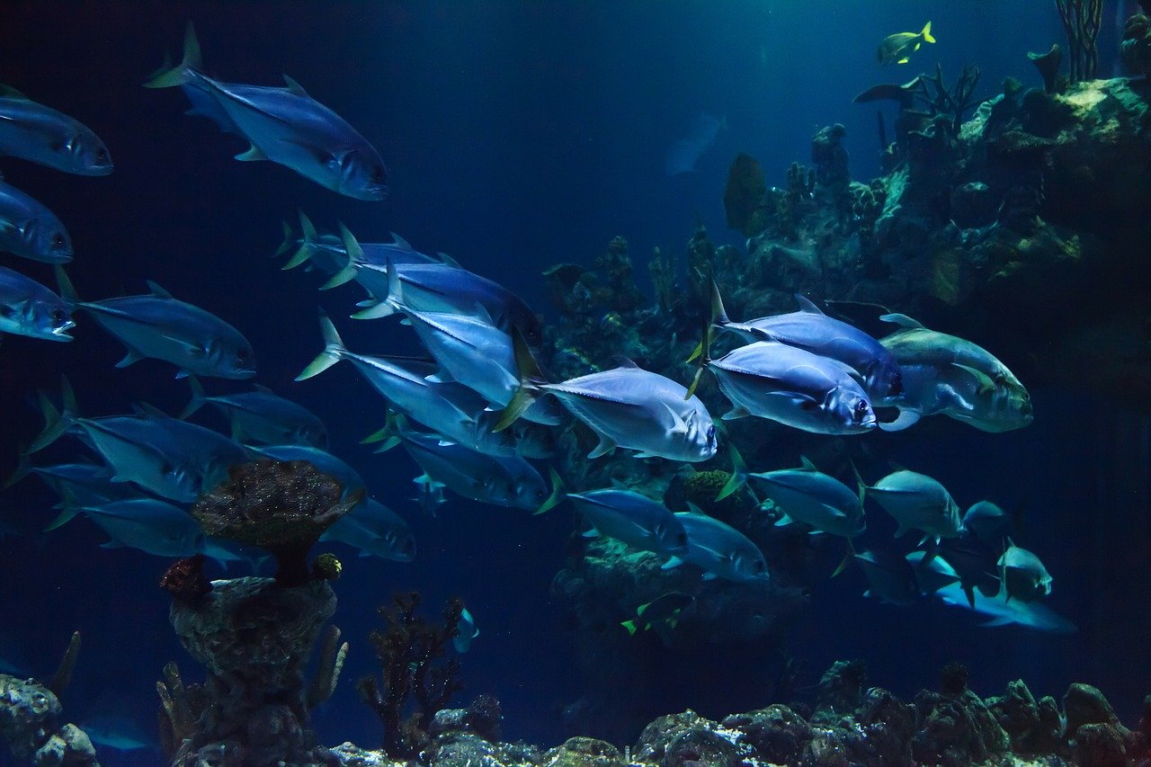 Aquaria KLCC - Best Things to do in Kuala lumpur with kids