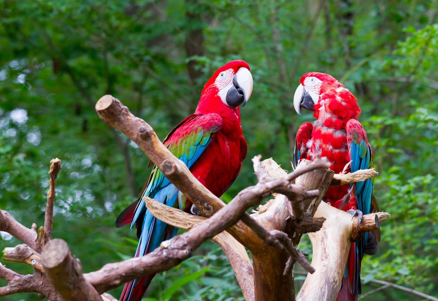 Facts about Costa Rica Wildlife