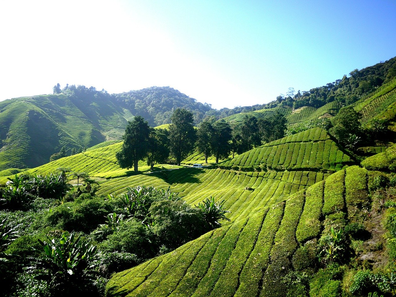 Cameron Highlands - Best Places to Visit in Malaysia in 3 Days