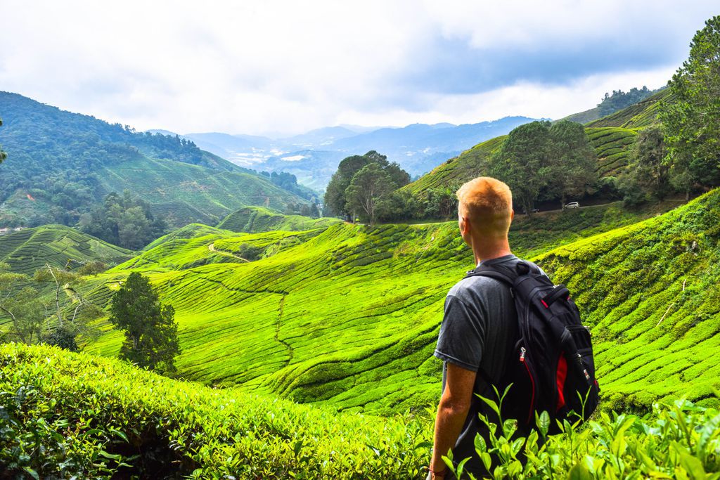 Cameron highlands 2020