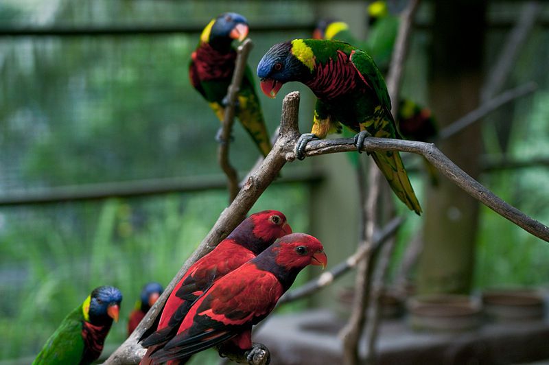 Kuala Lumpur Bird Park - Best Things to do in Kuala Lumpur in 2 DaysKuala Lumpur Bird Park - Best Things to do in Kuala Lumpur in 2 Days