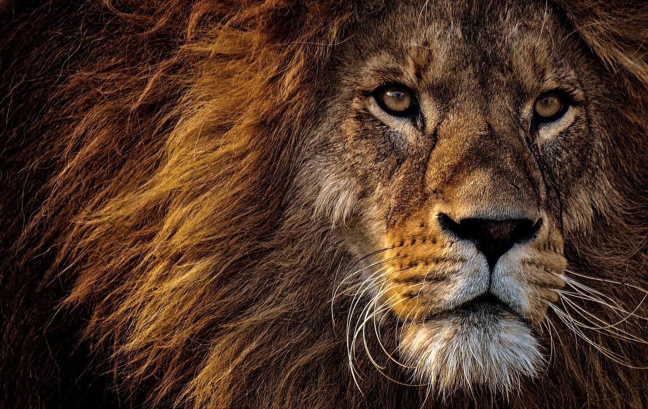 Lion - Facts About Africa