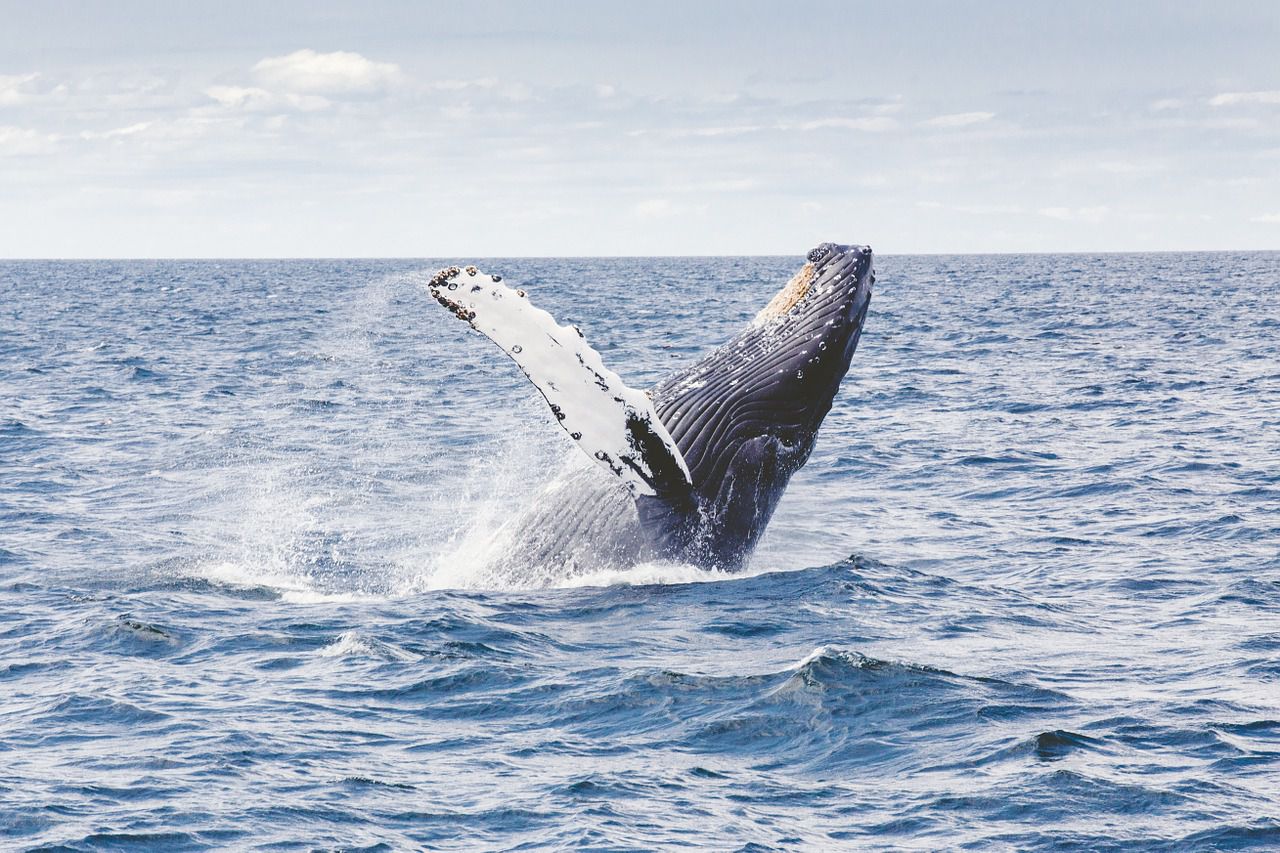 Whale Watching - Byron Bay Airbnbs 2020