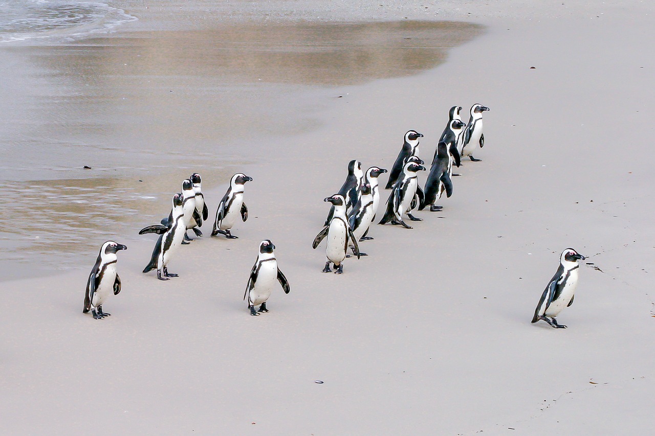 african penguin - africa facts