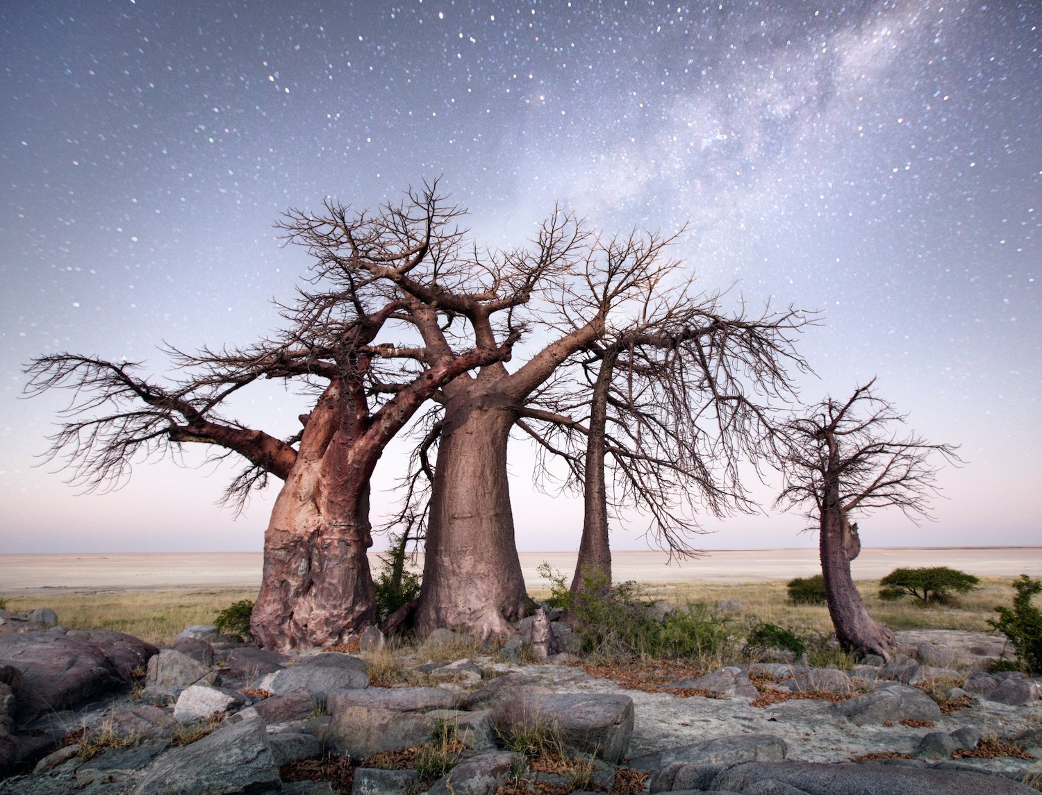baobab tree - facts about africa