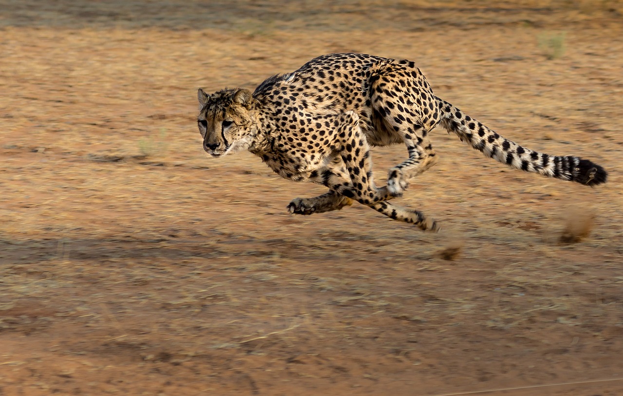 cheetah - facts about africa