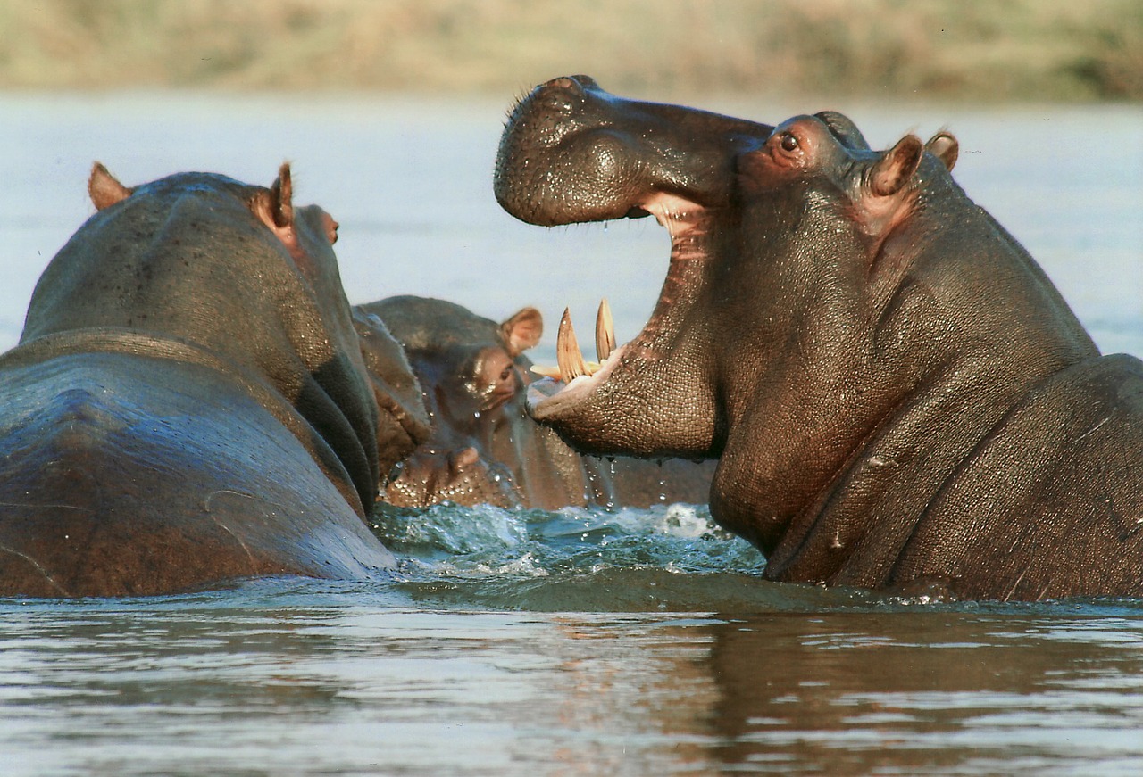 hippopotamus - facts about africa