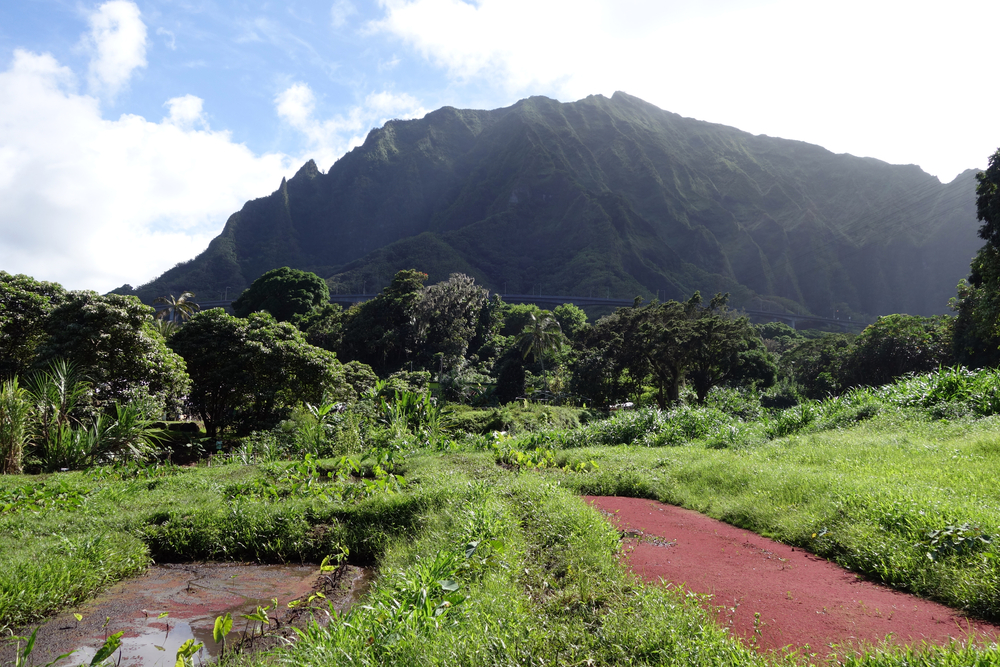 Budget Oahu Airbnbs