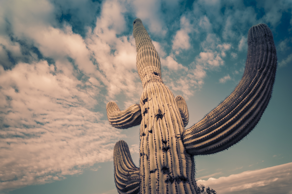 420 friendly airbnb phoenix