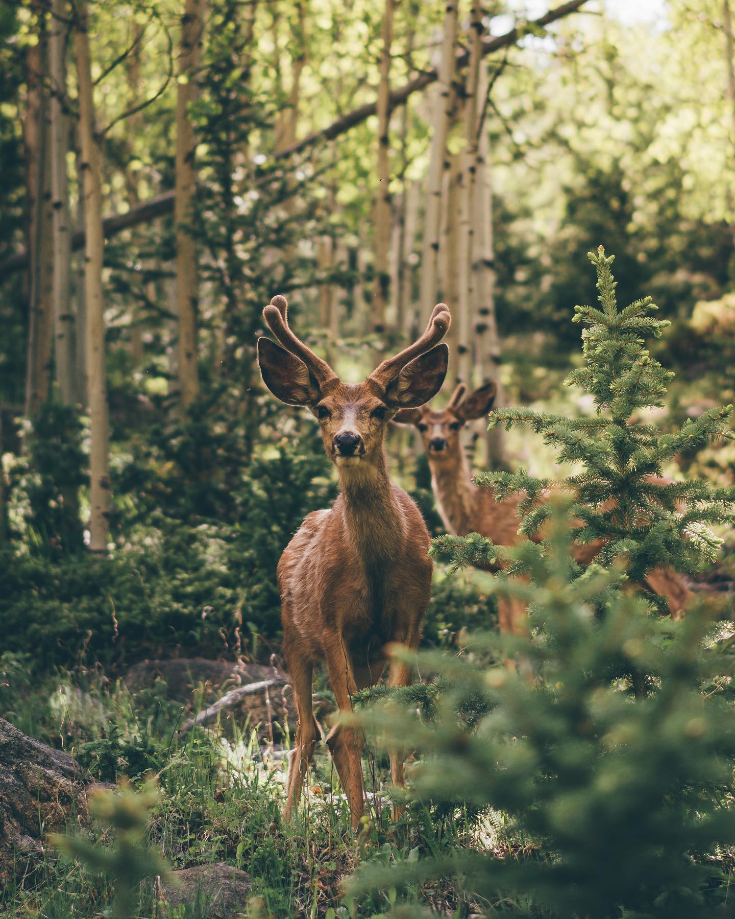 Wildlife - Airbnb Colorado