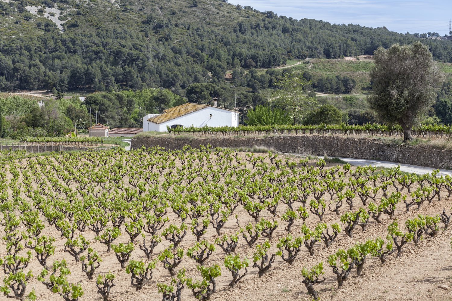 El PENEDÈS Wine - Day Trip from barcelona